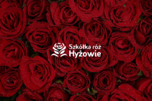 Strona główna 20 roze casestudy