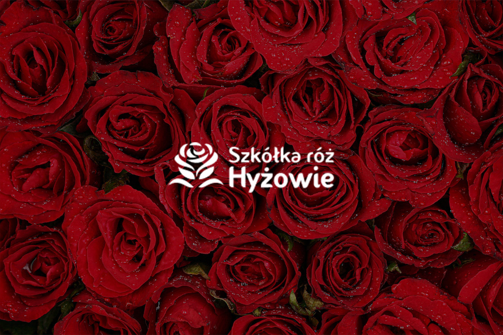 roze casestudy